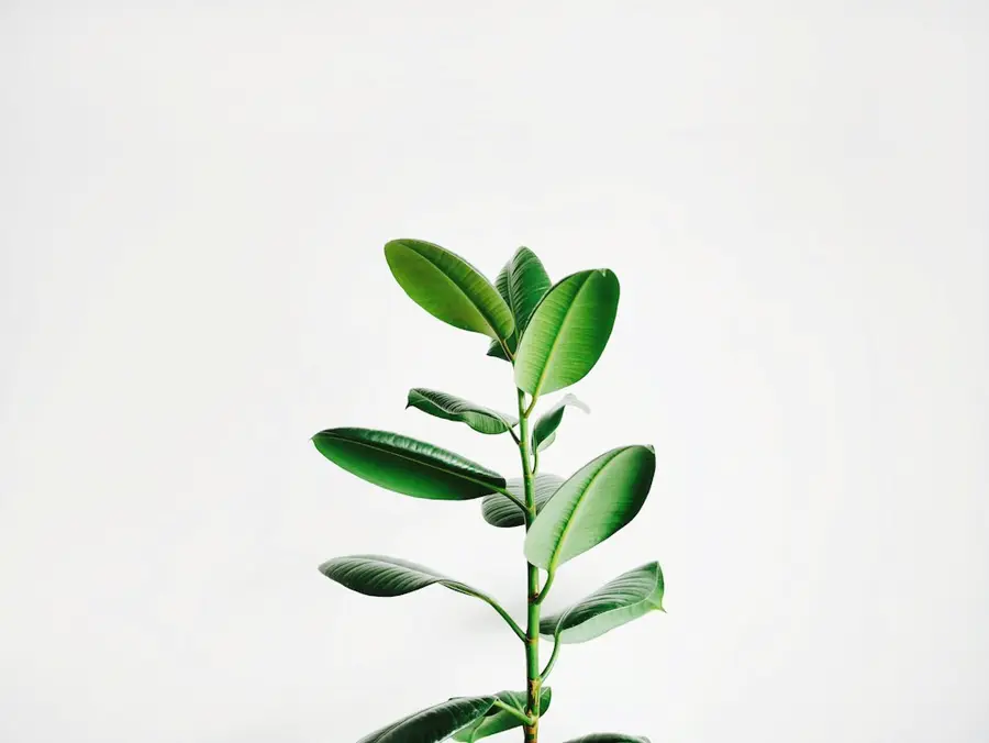 A softly lit rubber plant against a warm white wall